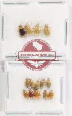 Scientific lot no. 649 Chrysomelidae (15 pcs)