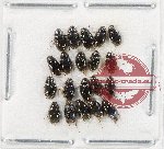 Hydrophilidae Scientific lot no. 352 (20 pcs)