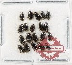 Hydrophilidae Scientific lot no. 353 (20 pcs)