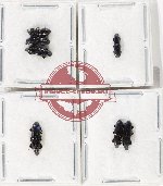 Scientific lot no. 1022 Curculionidae (Cossoninae) (7 pcs)