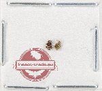 Scientific lot no. 1023 Curculionidae (2 pcs)