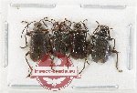 Scientific lot no. 639 Chrysomelidae (4 pcs)