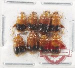 Scientific lot no. 653 Chrysomelidae (8 pcs)