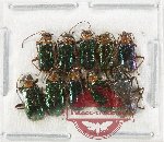 Scientific lot no. 643 Chrysomelidae (10 pcs)