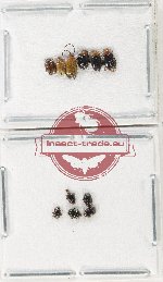 Scientific lot no. 652 Chrysomelidae (11 pcs)