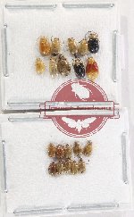 Scientific lot no. 647 Chrysomelidae (20 pcs)