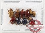 Scientific lot no. 651 Chrysomelidae (10 pcs)