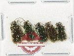 Scientific lot no. 641 Chrysomelidae (5 pcs)