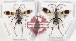 Scientific lot no. 579 Hymenoptera (2 pcs)