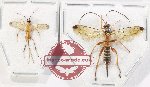 Scientific lot no. 580 Hymenoptera (2 pcs A2)