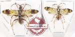 Scientific lot no. 578 Hymenoptera (2 pcs)