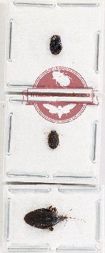 Scientific lot no. 1439 Heteroptera (3 pcs)