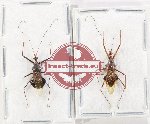 Scientific lot no. 1442 Heteroptera (2 pcs)