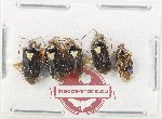 Scientific lot no. 1438 Heteroptera (5 pcs)