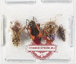 Scientific lot no. 1436 Heteroptera (4 pcs)