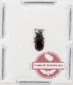 Scientific lot no. 1434 Heteroptera (1 pc)
