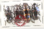 Scientific lot no. 212 Erotylidae (4 pcs)