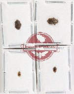 Scientific lot no. 221 Nitidulidae (4 pcs)