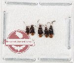Scientific lot no. 910 Carabidae (5 pcs)