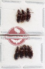 Scientific lot no. 909 Carabidae (Scaritini) (7 pcs)
