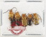 Scientific lot no. 78 Cantharidae (5 pcs)