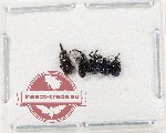 Scientific lot no. 102 Attelabidae (5 pcs)