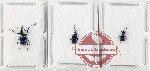 Scientific lot no. 103 Attelabidae (3 pcs)