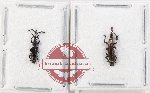 Scientific lot no. 155 Brenthidae (2 pcs)