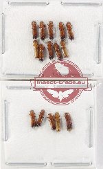 Scientific lot no. 204 Scolytidae (15 pcs)
