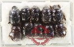 Scientific lot no. 972 Coprophaga (10 pcs)