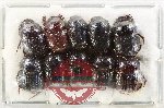 Scientific lot no. 971 Coprophaga (10 pcs)