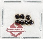 Scientific lot no. 151 Coccinelidae (7 pcs)