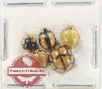 Scientific lot no. 148 Coccinelidae (5 pcs)