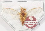 Cicadidae sp. 89