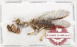 Scientific lot no. 15 Neuroptera (1 pc A2)