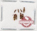 Scientific lot no. 181 Staphylinidae (8 pcs)