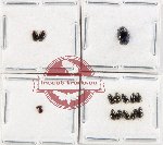 Hydrophilidae Scientific lot no. 356 (15 pcs)