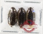 Gyrinidae Scientific lot no. 42 (3 pcs)