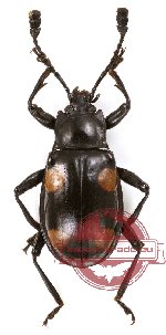 Eumorphus sp. 3 (A2)