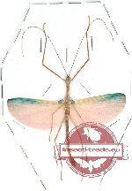 Marmessoidea rosea (A2)