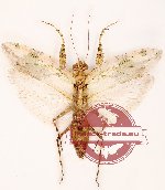 Theopompa servillei (A-)