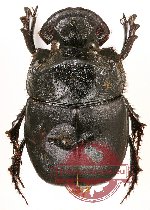 Catharsius sp. 5 (5 pairs)