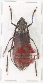 Osphryon subitanus Gressitt, 1959