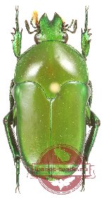 Ischiopsopha (s.str.) harti