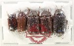 Scientific lot no. 271 Melolonthinae (5 pcs)
