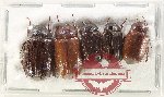 Scientific lot no. 273 Melolonthinae (5 pcs)