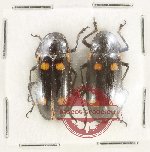 Scientific lot no. 208 Erotylidae (2 pcs)