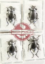 Scientific lot no. 505 Tenebrionidae (4 pcs)