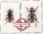 Scientific lot no. 506 Tenebrionidae (2 pcs)