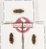 Scientific lot no. 239 Elateridae (3 pcs)